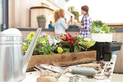  ?? MONKEY BUSINESS IMAGES/DREAMSTIME/TRIBUNE NEWS SERVICE ?? Raised beds and vertical gardens, especially on rooftops, can dry out quickly and may need daily watering.