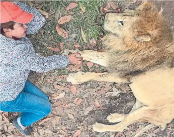  ?? CORTESÍA LINA GIL ?? Ana Julia Torres no se ha separado del león desde el sábado cuando lo reencontró en Córdoba.