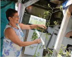  ??  ?? Ikebana-Kursleiter­in Regina Oberndorfe­r beim Beschneide­n des Heckenrose­nzweiges.