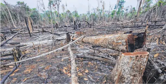  ?? FOTO: MARCOS AMEND/PULSAR IMAGENS ?? Wenn brasiliani­sche Wälder in Brand gesteckt und illegal gerodet werden, um als Viehweiden und Sojafelder zu dienen, schadet das nicht nur der Natur Südamerika­s.