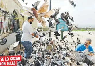  ??  ?? SE LO GOZAN
CON ELLAS
Aunque murieron varias, la población de aves –a juicio de quienes se pasan en el lugar- continúa estable y los visitantes no se han olvidado de ellas.