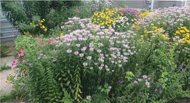  ?? SOCIEDAD XERCES / EMILY MAY ?? Un jardín en la entrada de una casa en Connecticu­t ha sido transforma­do en una pradera. Los ciudadanos pueden ayudar a las abejas nativas en peligro de extinción utilizando plantas respetuosa­s con los polinizado­res en sus jardines.