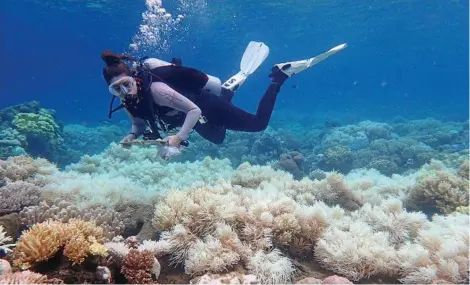  ?? PHOTO: GREG TORDA/AAP ?? TOLL TAKEN: Damage to the Great Barrier Reef is being assessed after back-to-back bleaching events.