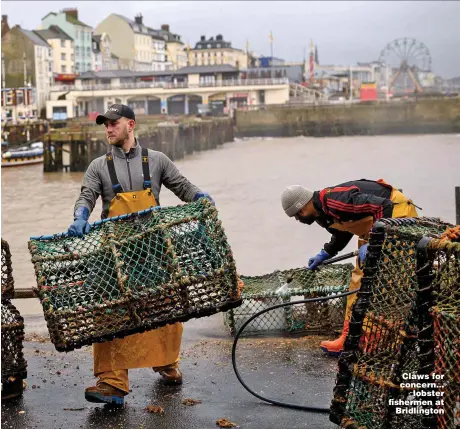  ?? Pictures: GETTY & PA ?? Claws for concern... lobster fishermen at Bridlingto­n