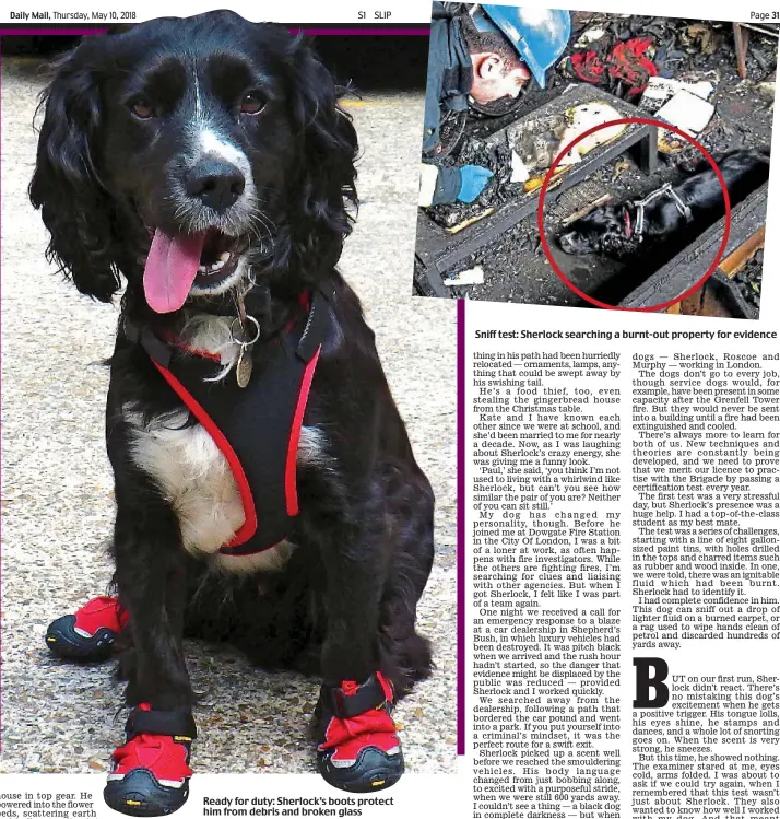  ??  ?? Ready for duty: Sherlock’s boots protect him from debris and broken glass Sniff test: Sherlock searching a burnt-out property for evidence