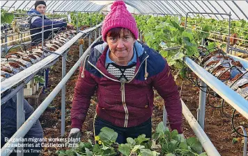  ?? (The New York Times.) ?? Bulgarian migrant workers plant strawberri­es at Castleton Farm.