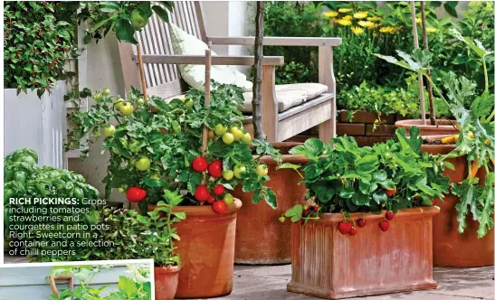  ??  ?? RICH PICKINGS: Crops including tomatoes, strawberri­es and courgettes in patio pots. Right: Sweetcorn in a container and a selection of chilli peppers