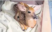  ?? NYT ?? The rescued fawn recovers at the Save the Animals Rescue Foundation.