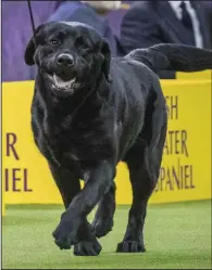 ?? (AP Photo/Mary Altaffer, File) ?? Memo, a Labrador retriever, competes in the sporting group during the 142nd Westminste­r Kennel Club Dog Show, at Madison Square Garden in New York in 2018.