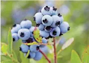  ?? [AP FILE PHOTO] ?? In this 2012 file photo, wild blueberrie­s await harvesting in Warren, Maine.