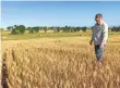  ?? ASSOCIATED PRESS ?? Farmer John Weinand surveys a wheat field near Beulah, N.D., that should be twice as tall as it is. Drought in western North Dakota this summer is laying waste to crops, some of which won’t even be worth harvesting.