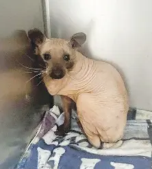 Nova Scotia shelter gives refuge to rescued, furless raccoon - PressReader