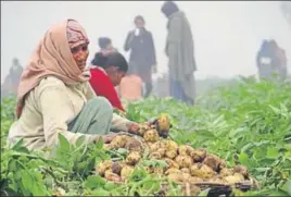  ?? HT FILE ?? Against a production cost of around ₹5 per kg, potato is selling at ₹2 per kg in the wholesale market. Doaba has 93% of the state’s sown area of the crop.