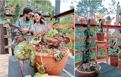  ?? FOTOS: EL HERALDO ?? (1) Mario y Lorena atienden a sus clientes por cita. (2) El valor de las plantas varía de L 390 a L 850.