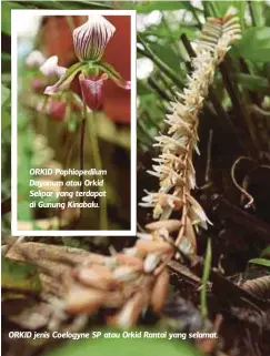  ??  ?? ORKID Paphiopedi­lum Dayanum atau Orkid Selipar yang terdapat di Gunung Kinabalu.
ORKID jenis Coelogyne SP atau Orkid Rantai yang selamat.