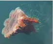  ??  ?? A lion’s mane jellyfish