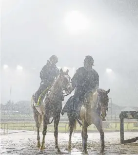  ?? Michael Reaves, Getty Images ?? Improbable is led back to the barn area after a wet morning workout in preparatio­n for the 145th running of the Kentucky Derby at Churchill Downs on Saturday.