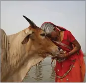 ?? RAJESH KUMAR — THE ASSOCIATED PRESS ?? A woman worships a cow as Indian Hindus offer prayers to the River Ganges in Allahabad, India, in 2014. India's government-run animal welfare department has appealed to citizens to mark Valentine's Day this year as “Cow Hug Day” to better promote Hindu values.