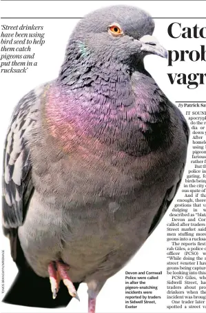  ??  ?? Devon and Cornwall Police were called in after the pigeon-snatching incidents were reported by traders in Sidwell Street, Exeter