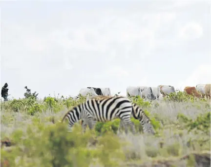  ?? / TONY KARUMBA / AFP ?? A Samburu man grazes his cattle in the wilds of the Laikipia county, where vast, privately run conservati­on areas have suffered unauthoris­ed incursions by cattle herders.