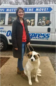  ?? By Mary Rumore, SDN) (Photo ?? Velvet, a Pyrenees mix, is the 4,000th animal to be transporte­d by OCHS to animal shelters in the northeast for adoption. Velvet is pictured with OCHS Outreach Coordinato­r Sarah Buckleitne­r.
