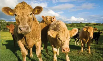  ?? Photograph: Bernard O’Kane/Alamy ?? Methane is the second biggest contributo­r to global heating after CO2 with most of Europe’s methane emissions coming from livestock.