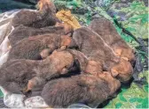  ?? COURTESY OF INTERAGENC­Y FIELD TEAM ?? Newborn Mexican gray wolf pups await release into a “foster den” of a wild wolf mother in wolf recovery habitat.