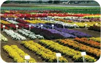  ?? ?? FLOWER FARMING in Central Valley, above; Sandhill Crane, Lodi, left; orange trees, Fresno, opposite.