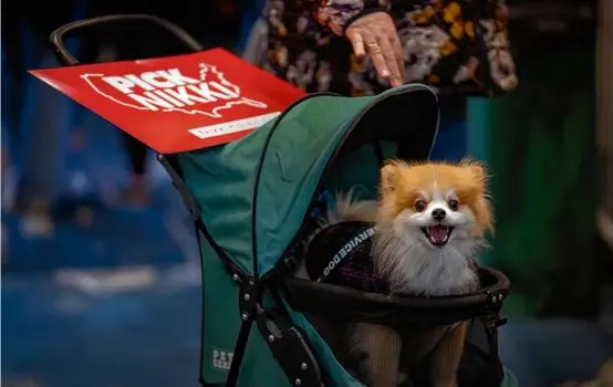  ?? JOHN TULLY/GETTY IMAGES ?? Gail Couillard came with her dog, Lyndon, to see Nikki Haley at a campaign event Sunday in South Burlington, Vt.