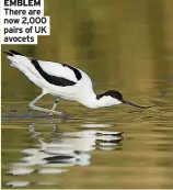  ??  ?? There are now 2,000 pairs of UK avocets