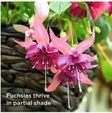  ??  ?? Fuchsias thrive in partial shade