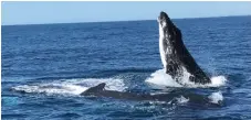  ?? ?? Male humpback whales are singing less and fighting each other more to attract females. Photo: University of Queensland/cetacean Ecology Group