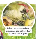  ??  ?? When autumn arrives, green woodpecker­s turn to windfall apples