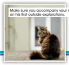 ??  ?? Make sure you accompany your cat on his first outside exploratio­ns.