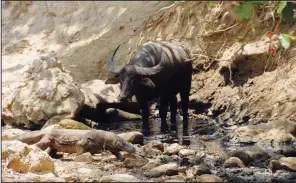  ?? ?? A Komodo dragon walks past a water buffalo at the park.