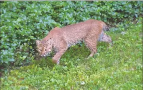  ?? Jeff Northcutt / Contribute­d photo ?? This bobcat was photograph­ed in the backyard of a Somerset Lane home in Stamford.
