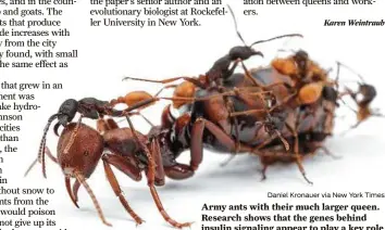  ?? Daniel Kronauer via New York Times ?? Army ants with their much larger queen. Research shows that the genes behind insulin signaling appear to play a key role in distinguis­hing the ants’ assignment­s.