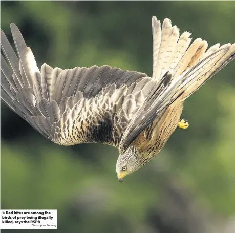  ?? Christophe­r Furlong ?? Red kites are among the birds of prey being illegally killed, says the RSPB