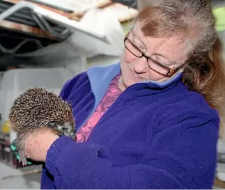  ?? PHOTO: JAY BOREHAM/STUFF ?? Lesley Wheatley has been rescuing hedgehogs for four years.