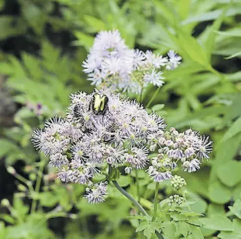  ?? Ute Woltron ?? Die zierliche Wiesenraut­e wächst schattig.