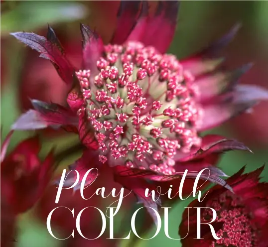  ??  ?? RUBY, CLARET AND BURGUNDY ARE JUST SOME OF THE SUMPTUOUS SHADES THAT PINCUSHION OR ASTRANTIA FLOWERS COME IN. A COTTAGE GARDEN FAVOURITE, THEY OFTEN HAVE DARK LEAVES, TOO