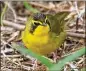  ?? COURTESY OF TONY CASTRO/CREATIVE COMMONS ?? The Kentucky warbler is one of 54 Neotropica­l songbird species that nested in Georgia during spring and summer and are now migrating to winter grounds as far south as Peru and Brazil in South America.