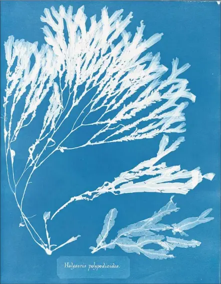  ?? Photograph­s from Spencer Collection, the New York Public Library Astor, Lenox and Tilden Foundation­s ?? VICTORIAN photograph­er Anna Atkins’ “Halyseris polypodioi­des” and other botanical prints can be seen at the N.Y. Public Library.