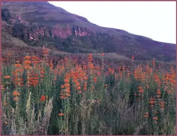  ??  ?? TRIM: Many flowering shrubs, in particular Leonotis leonoris, pictured above, and Hypoestes aristata, would have finished flowering so must be cut back to a third of their size.