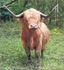  ?? Picture: Andy Clark ?? The Highland cattle in The Warren