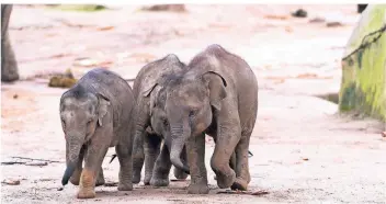  ?? FOTO: ZOO KÖLN ?? Jung-Elefanten im Kölner Zoo, sie allein sind eine Reise wert, doch gibt es in dem riesigen Tiergehege noch jede Menge mehr zu sehen.