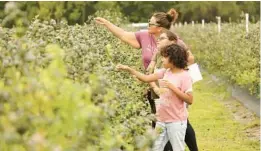  ?? RICARDO RAMIREZ BUXEDA/ORLANDO SENTINEL ?? Yessenia Garcia, from top, and daughters Valeria, 10, and Victoria, 12, pick blueberrie­s during Homeschool U-Pick day at Double C Bar Ranch Blueberry Farm in Kenansvill­e on Wednesday.