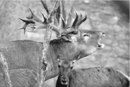  ??  ?? In Nordspanie­n buhlen Rothirsche während der Brunft um die Hirschkühe.