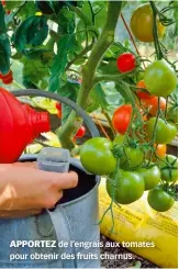  ??  ?? APPORTEZ de l’engrais aux tomates pour obtenir des fruits charnus.