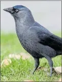  ??  ?? ON THE RISE: The jackdaw
